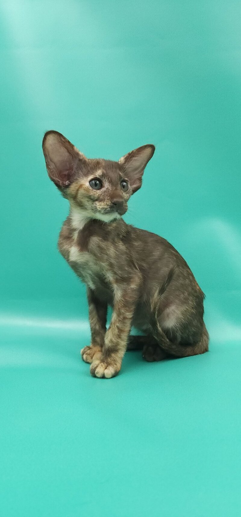Sayuri Oriental Shorthair female, chocolate tortie