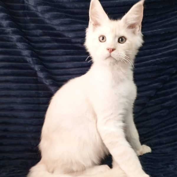 Xamer Maine Coon male, red silver tabby