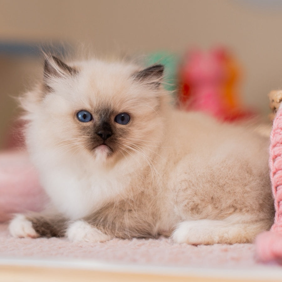 Yasia Ragdoll female, blue mitted
