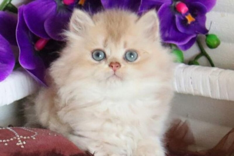 Sam British Longhair male, lilac golden shaded