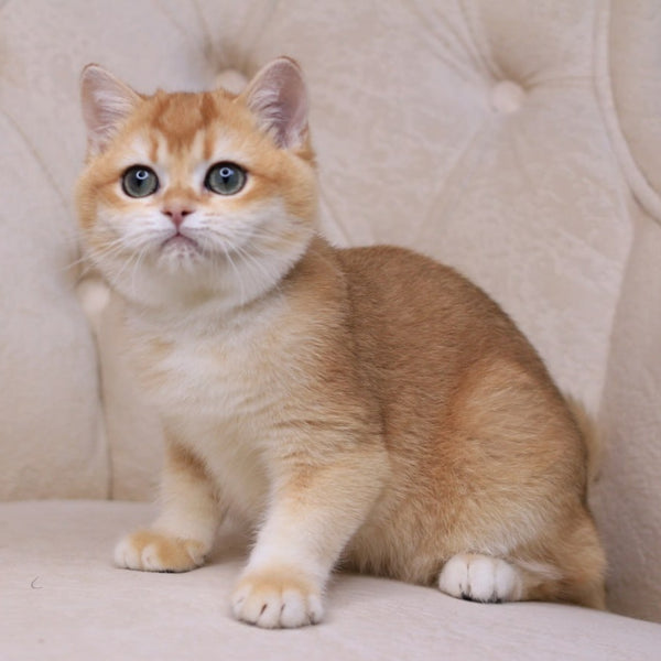 Unicum British Shorthair male, black golden chinchilla