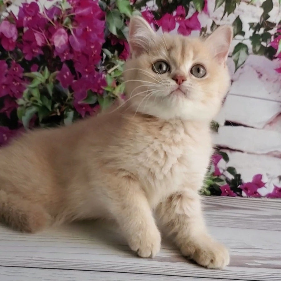 Alan British Shorthair male, lilac golden shaded