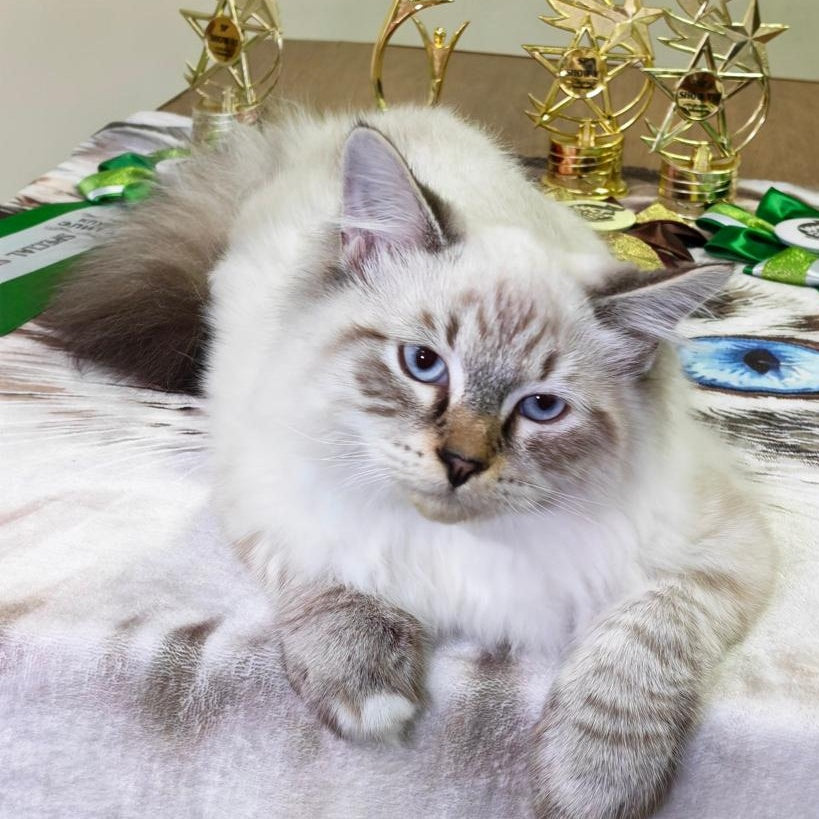 Ostap Siberian male, black with white tabby pointed