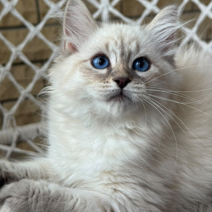 Max Ragdoll male, blue pointed