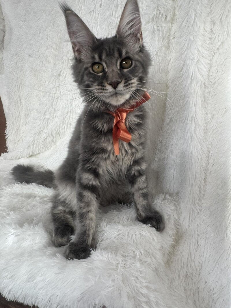 Foxy Maine Coon female, blue tabby