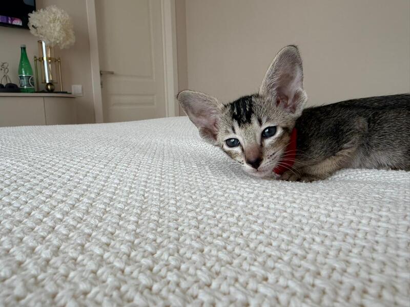Aveline Oriental Shorthair female black ticked tabby - live animals