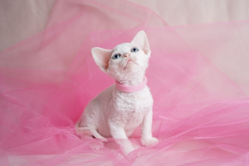 Nika Devon Rex female white - live animals
