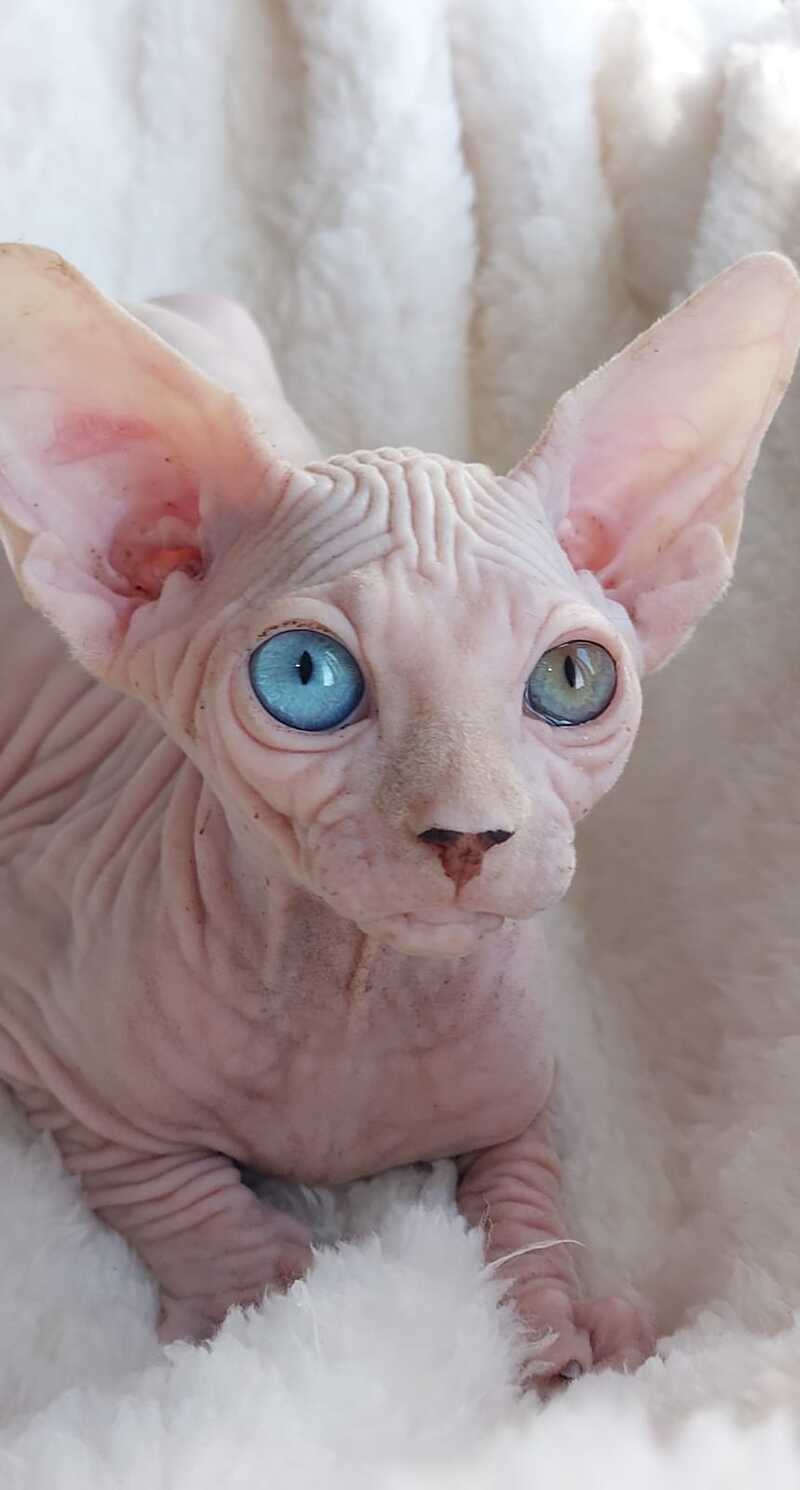 Tina Canadian Sphynx female, white