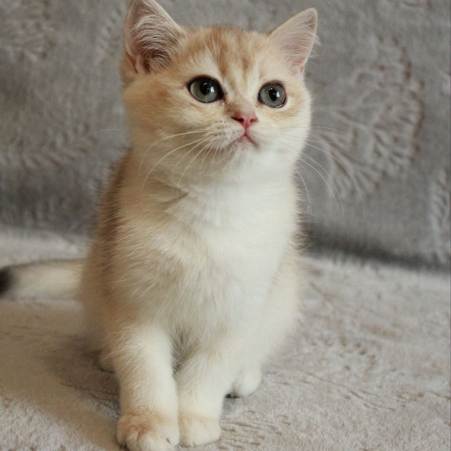 Kitty British Shorthair female, blue golden chinchilla