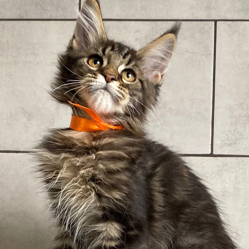 Toratau Maine Coon female, black tabby