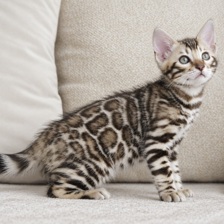 Armani Bengal male, black spotted tabby pointed
