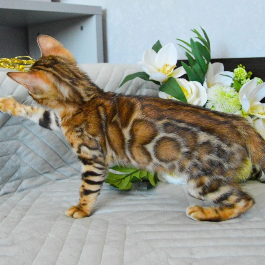 Odysseus Bengal male, black spotted tabby