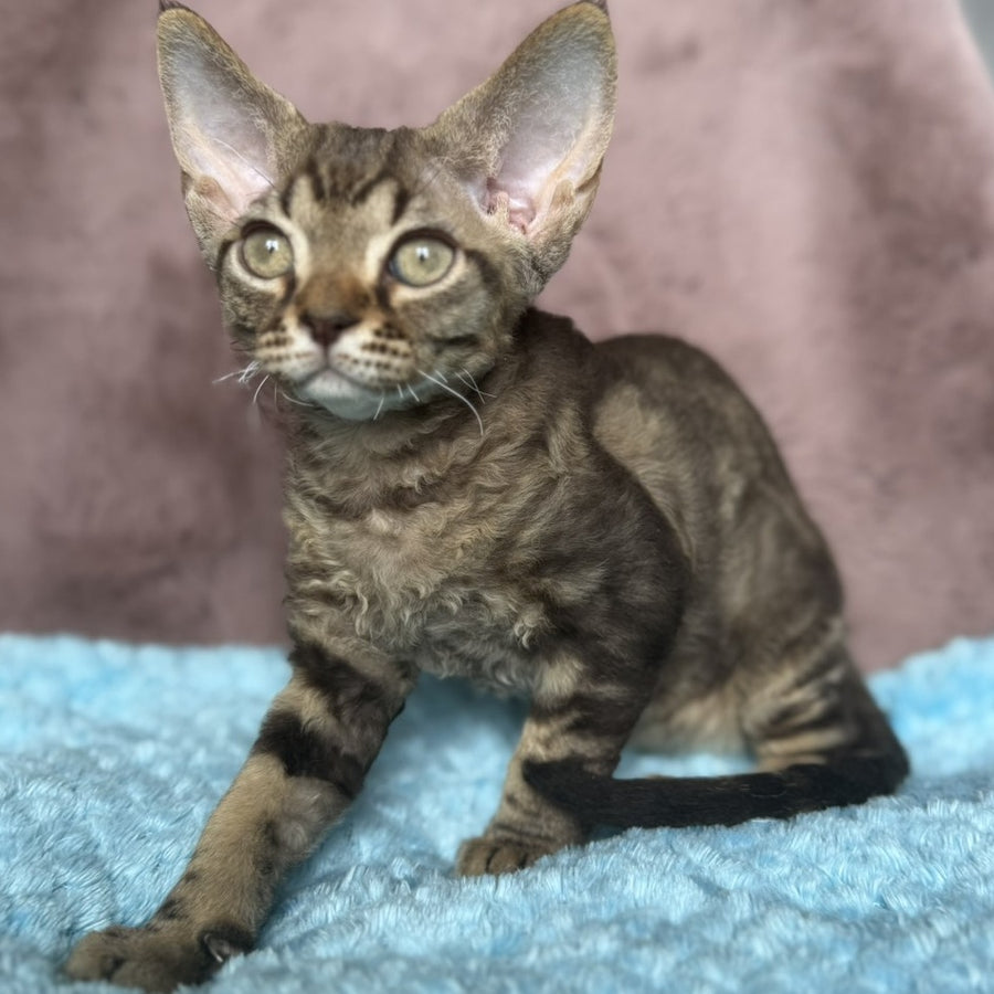 Xiaomi Devon Rex male, chocolate tabby