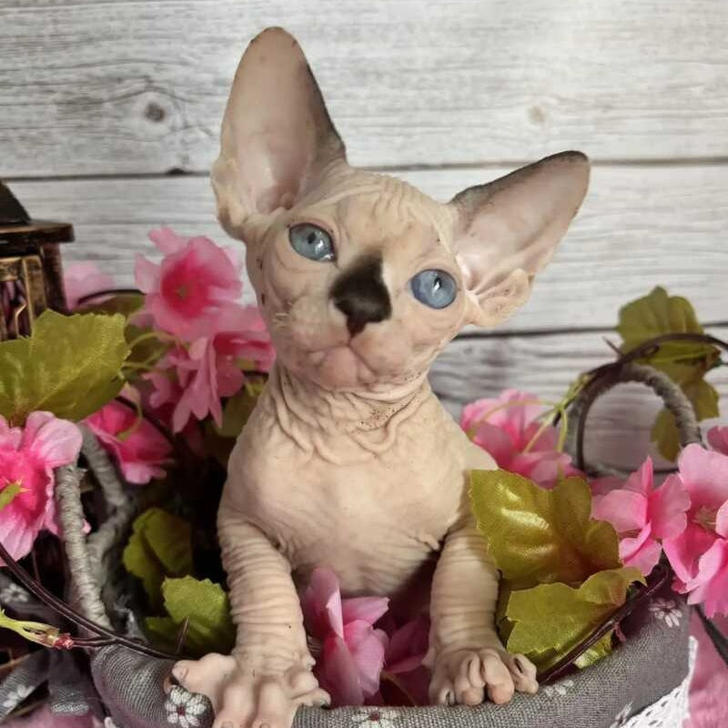 Baly Canadian Sphynx male, black pointed bicolour