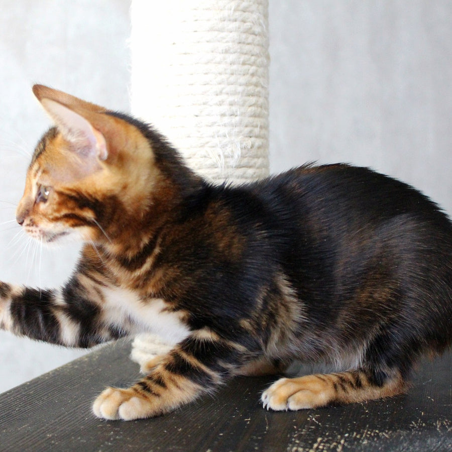 Emi Bengal female, black tabby