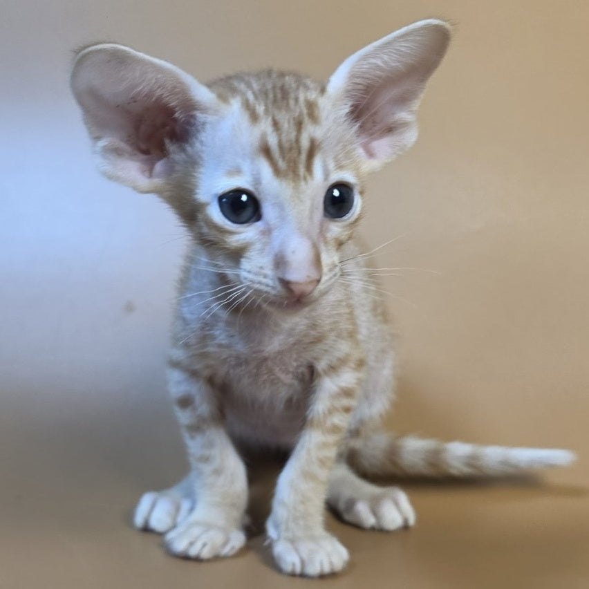 Flame Oriental Shorthair female, red
