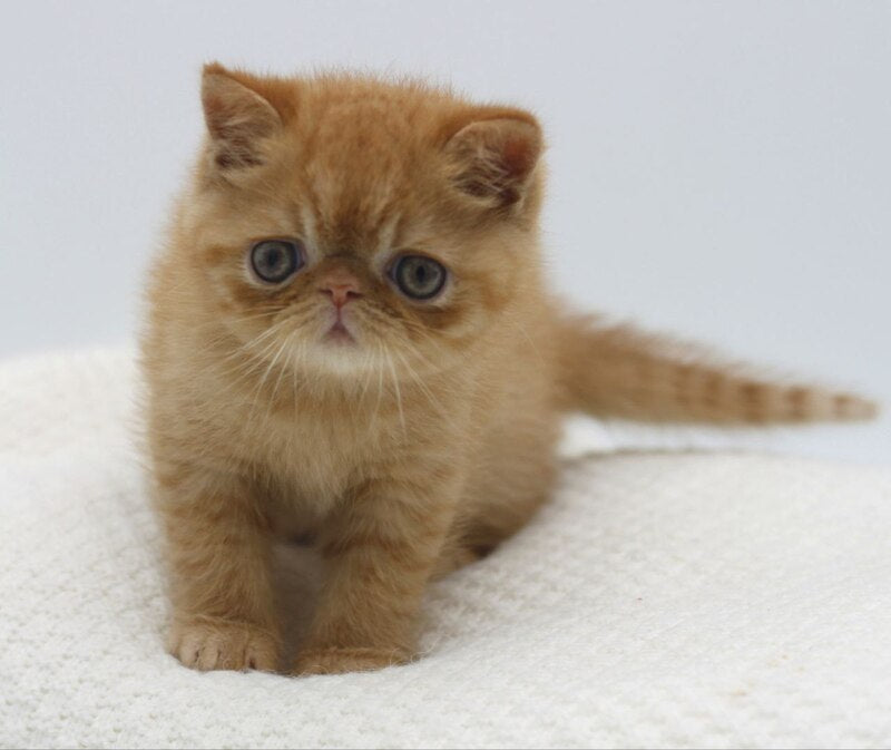 Rokki Exotic male, red spotted tabby