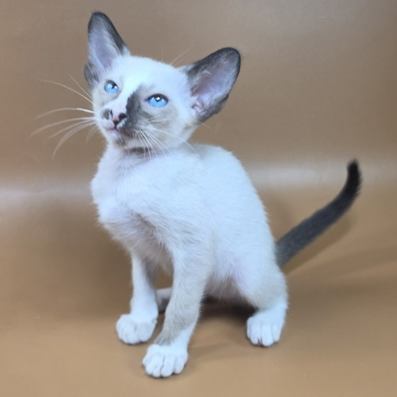 Zelda Siamese female, black mitted