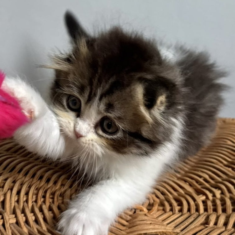 Kash Scottish Fold female, black tabby bicolour