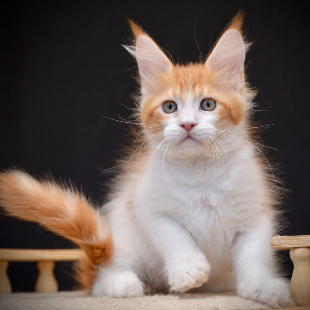 Zephyr Maine Coon male, red bicolour tabby