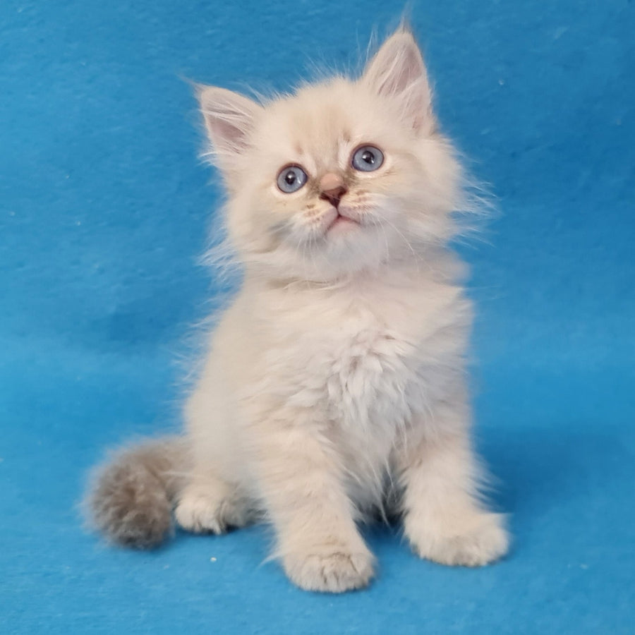 Buddy Siberian male, blue tabby pointed
