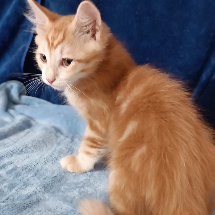 Еlvis Siberian male, red tabby