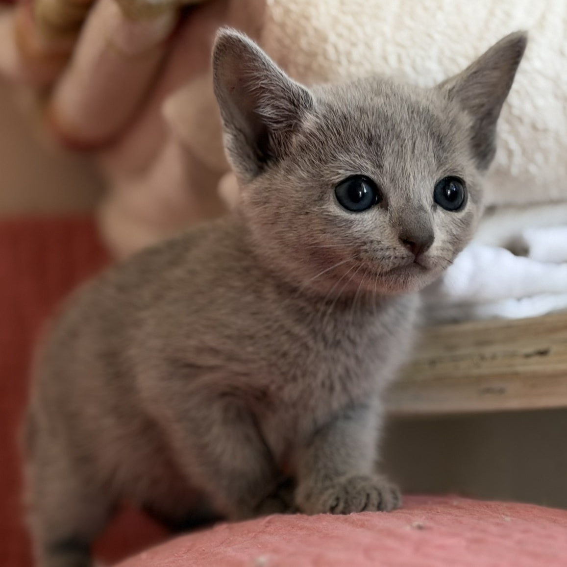 Nina Russian Blue female, blue