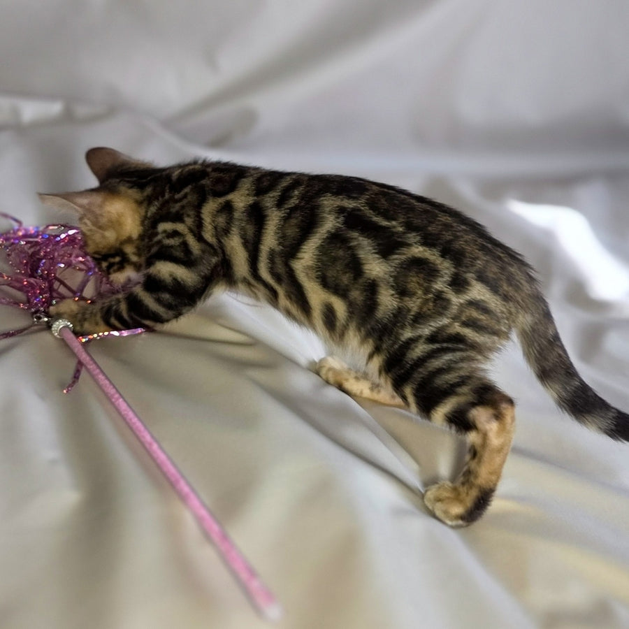 Maui Bengal male, black spotted tabby