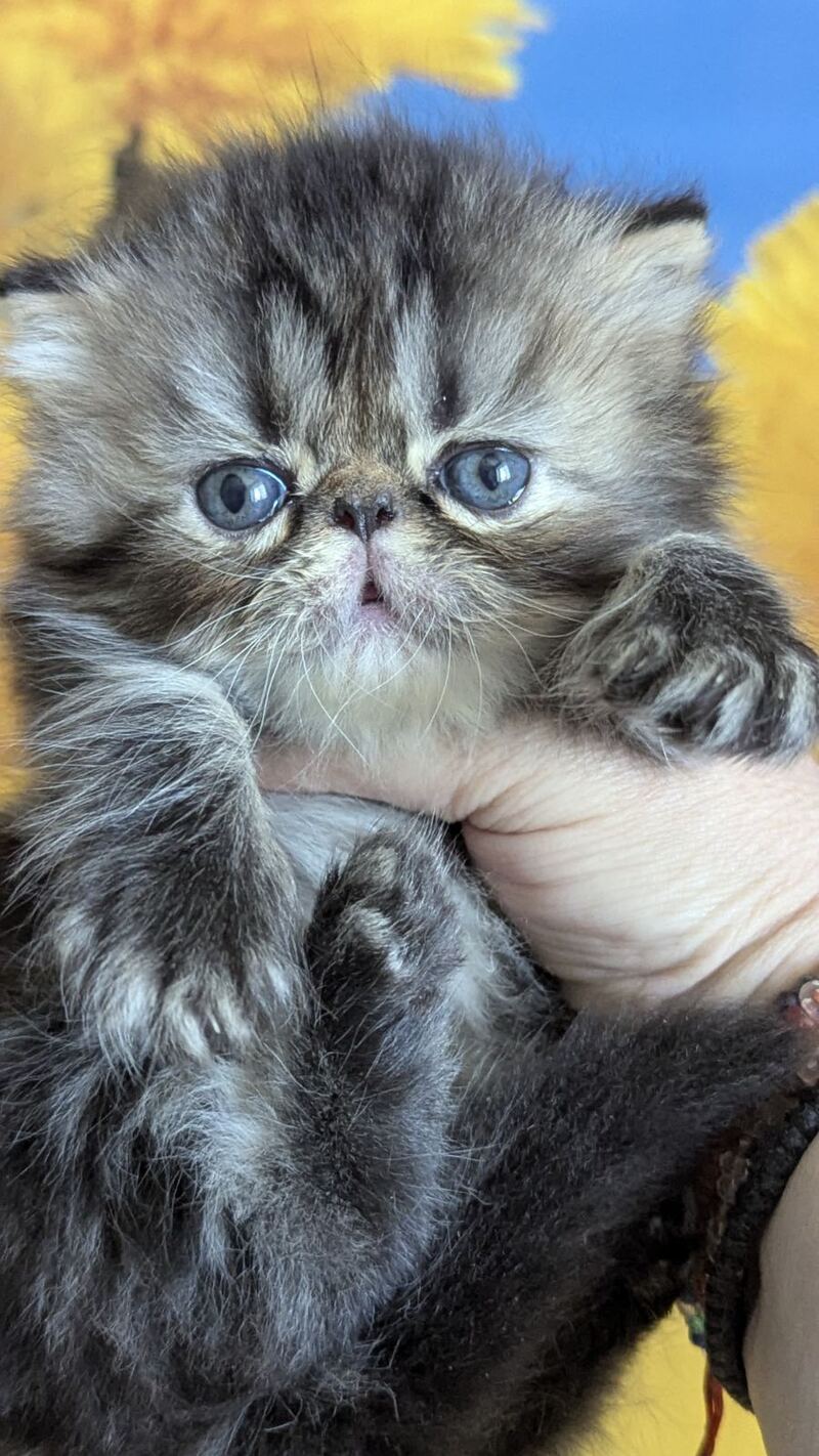 Pandora Persian female, black tabby