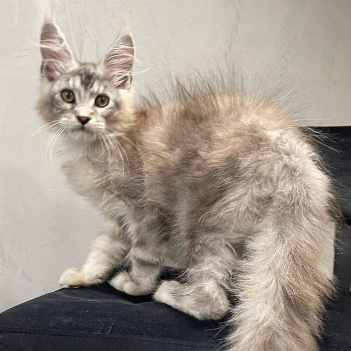Markush Maine Coon male, blue silver ticked tabby