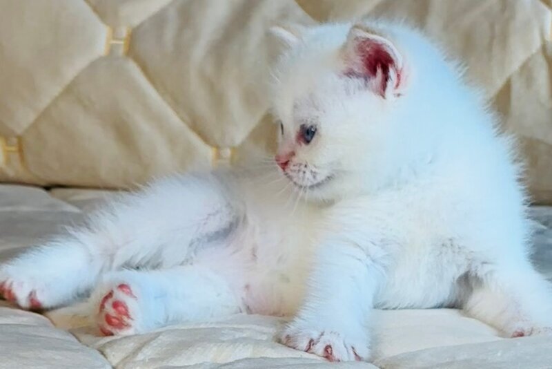 Elio British Shorthair male, red golden shaded pointed
