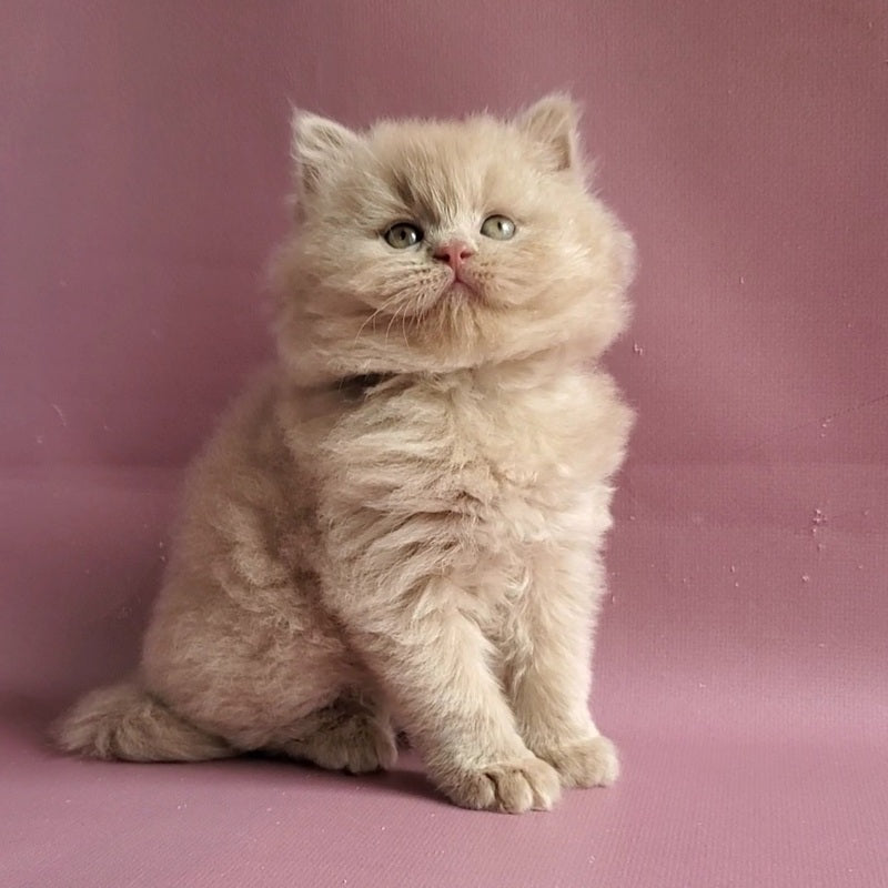Teo British Longhair male fawn - live animals