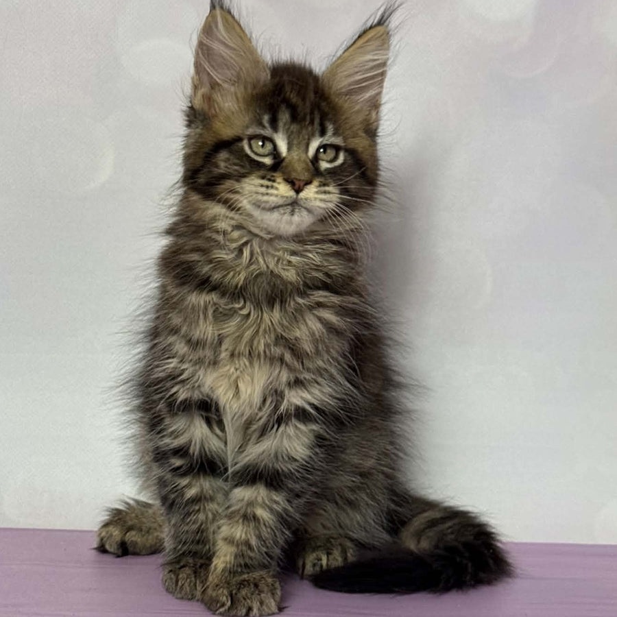 Fanta Maine Coon female, black spotted tabby