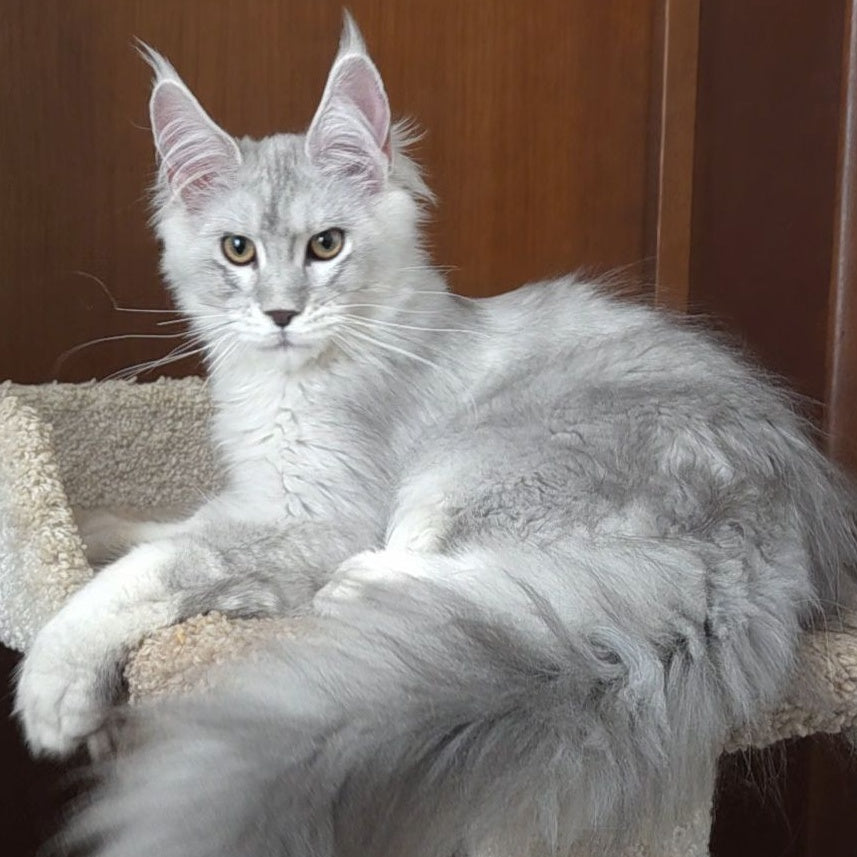 Jasper Maine Coon male, blue silver ticked tabby