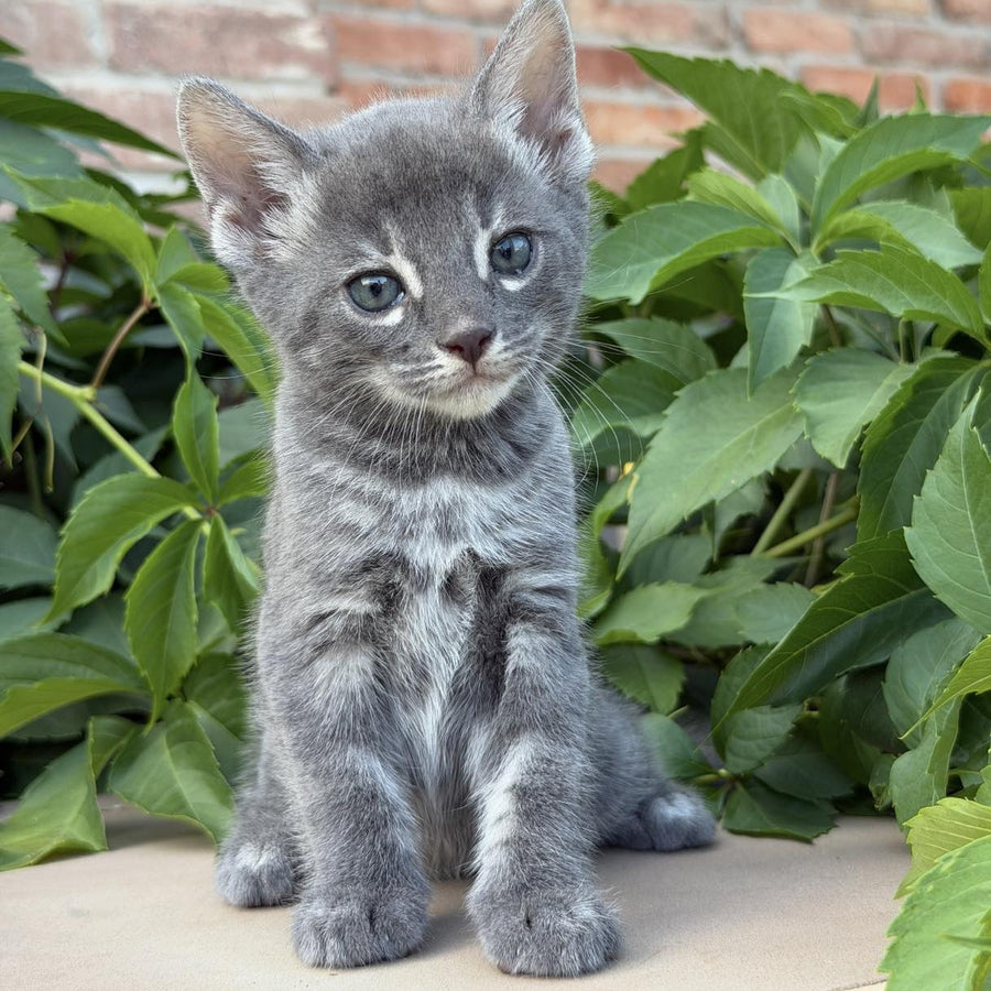 Calvin Bengal male, blue silver spotted tabby