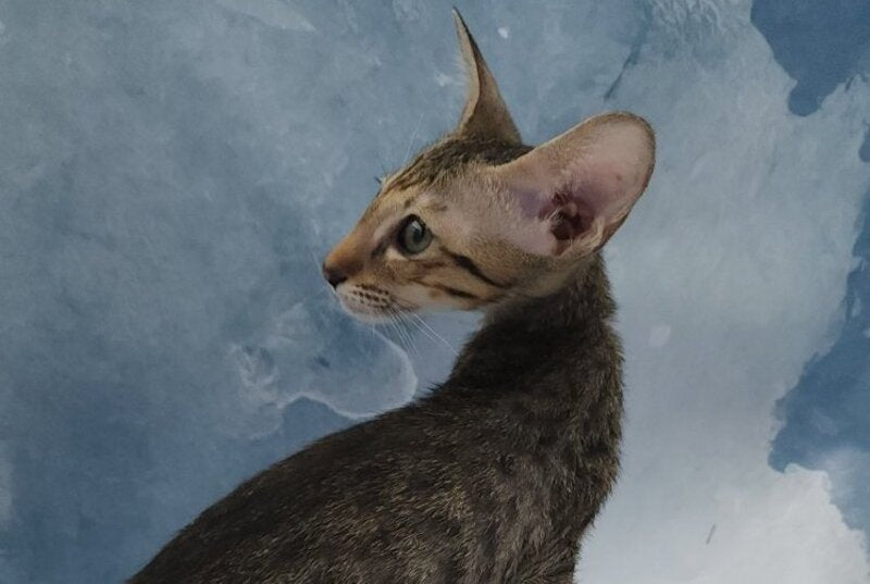 Odette Oriental Shorthair female, black spotted tabby