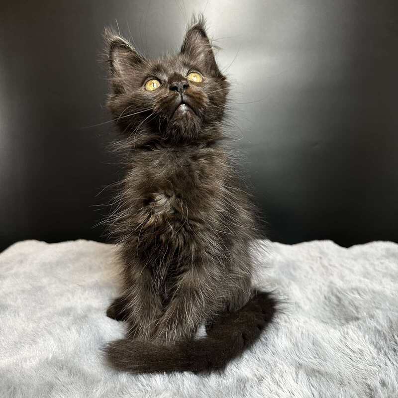 Barcelona Maine Coon female black - live animals