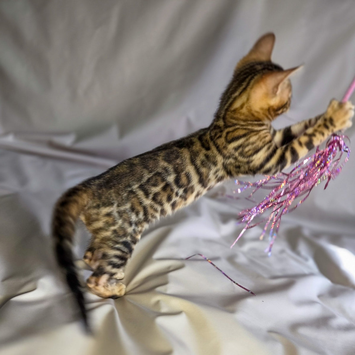 Mike Bengal male, black spotted tabby