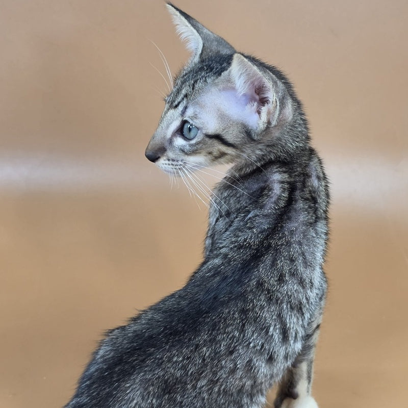 Yoshi Oriental Shorthair male, black spotted tabby mitted
