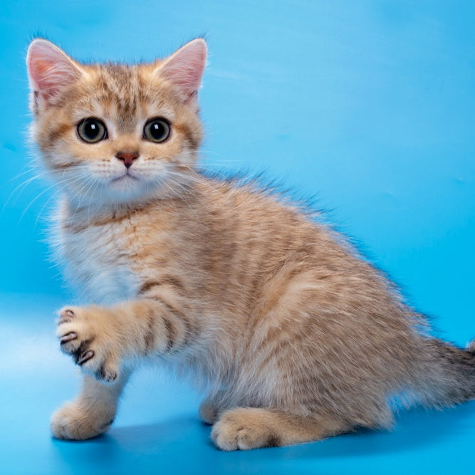 Gerd British Shorthair male, black golden spotted tabby