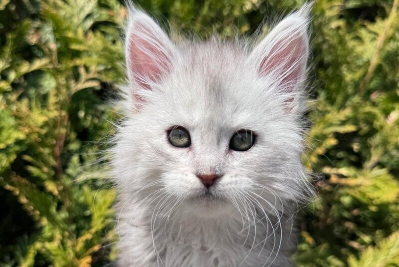 Evelynа Maine Coon female black silver ticked tabby - live animals