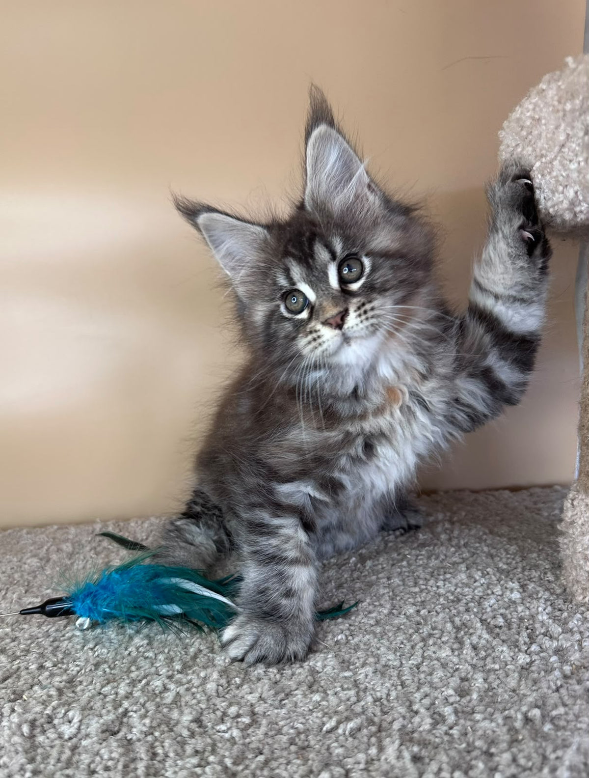 Diana Maine Coon female, black tortie tabby