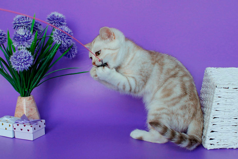 Kleo British Shorthair female, chocolate silver tabby
