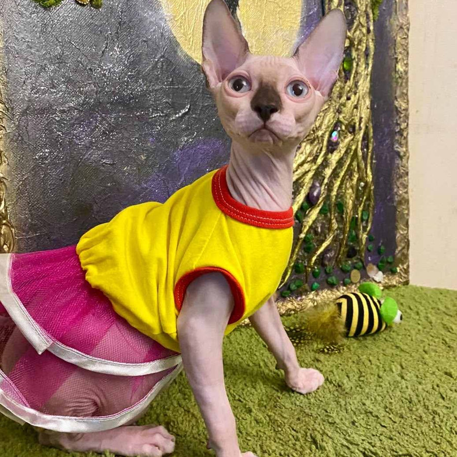 Anna Canadian Sphynx female, blue bicolour