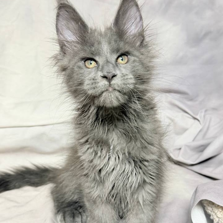 Imany Maine Coon polydactyl 5x5x6x6 female, blue silver