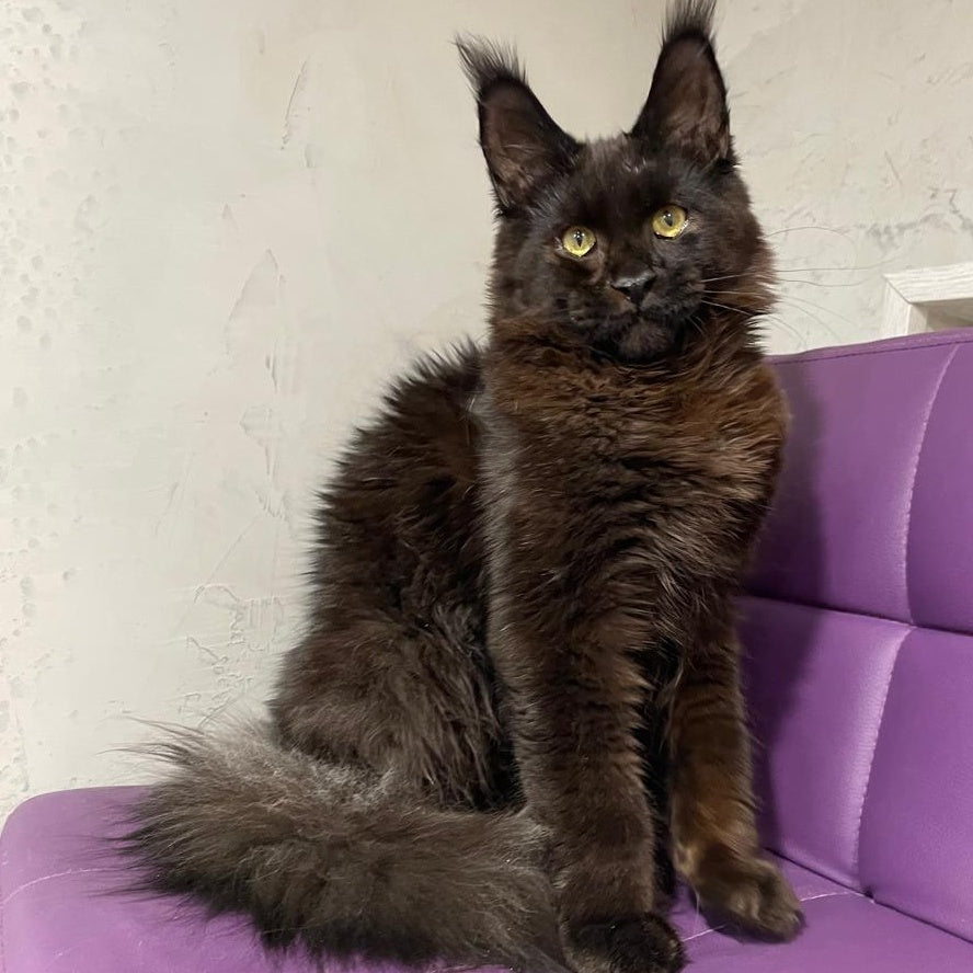 Petrovich Maine Coon male, black