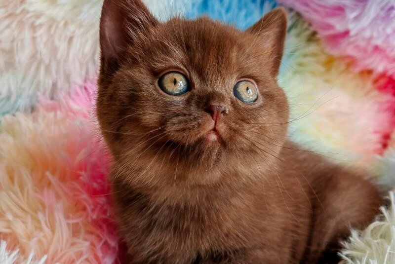 Nastya British Shorthair female chocolate - live animals