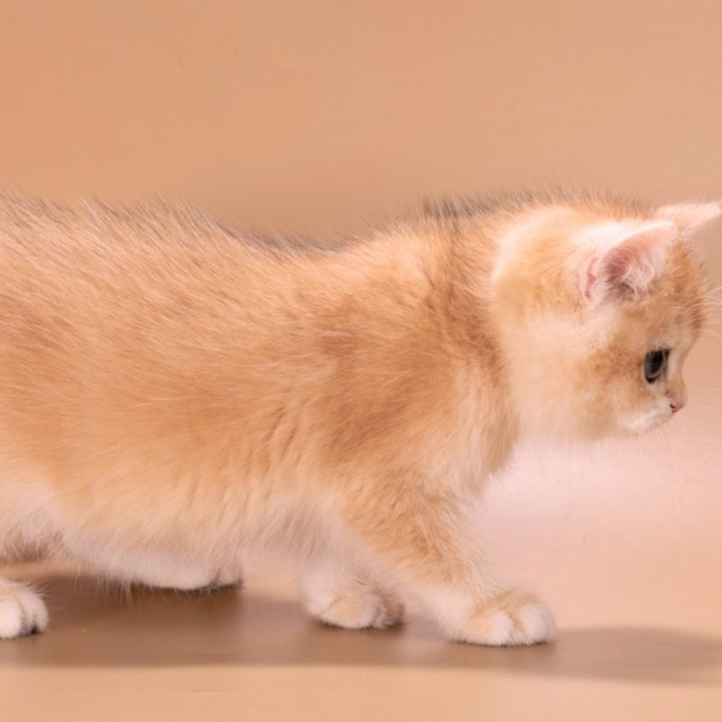 Entony British Shorthair male, black golden chinchilla