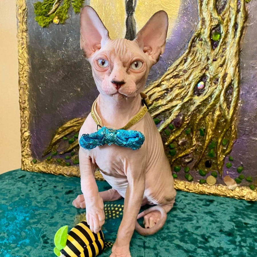 Max Canadian Sphynx male, blue bicolour pointed
