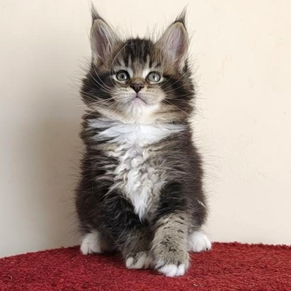 Hammer Maine Coon male, black ticked tabby with white
